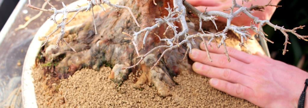 bonsai atultetesehez es bonsai neveleshez szukseges bonsai foldek